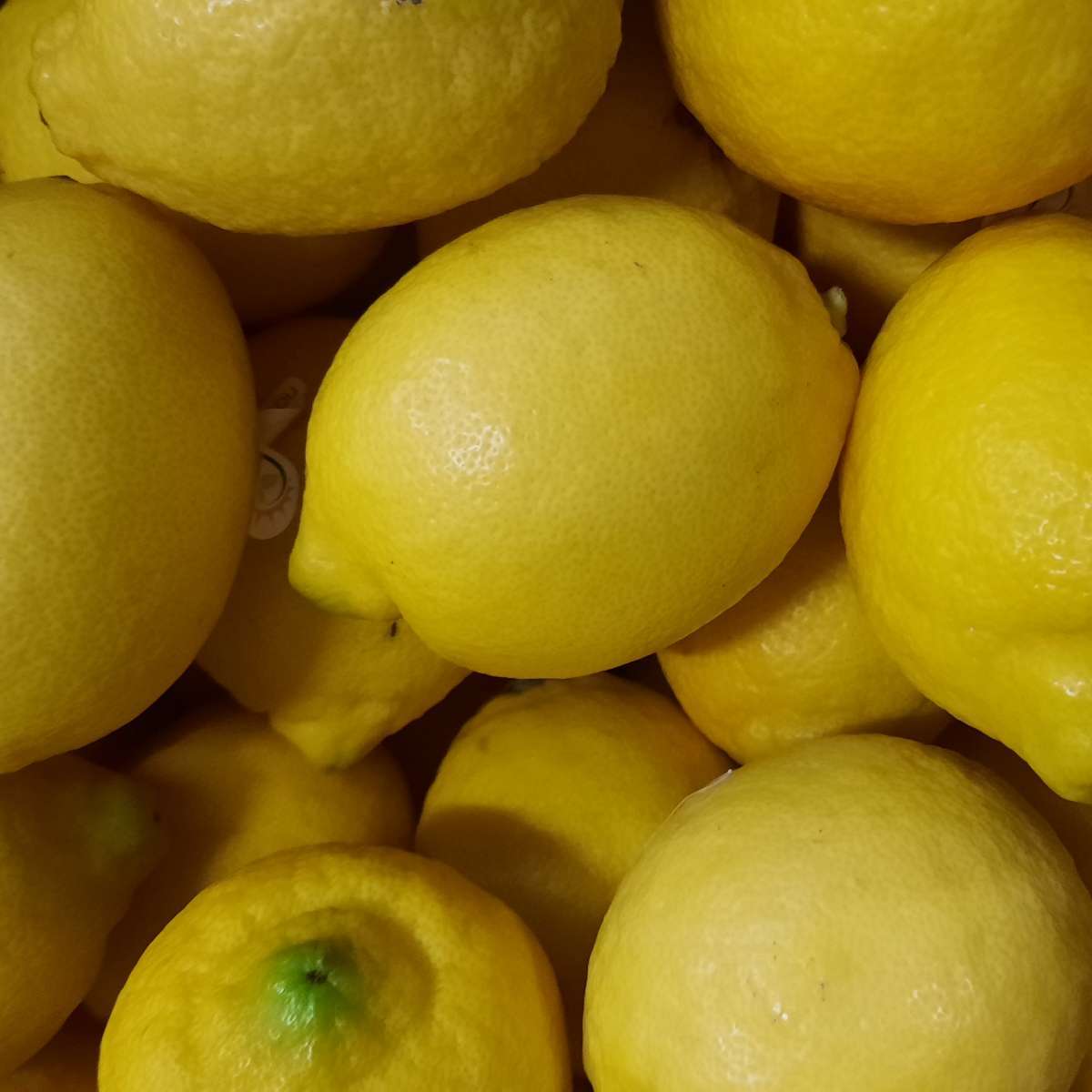 Citrons "de Menton" (La pièce)