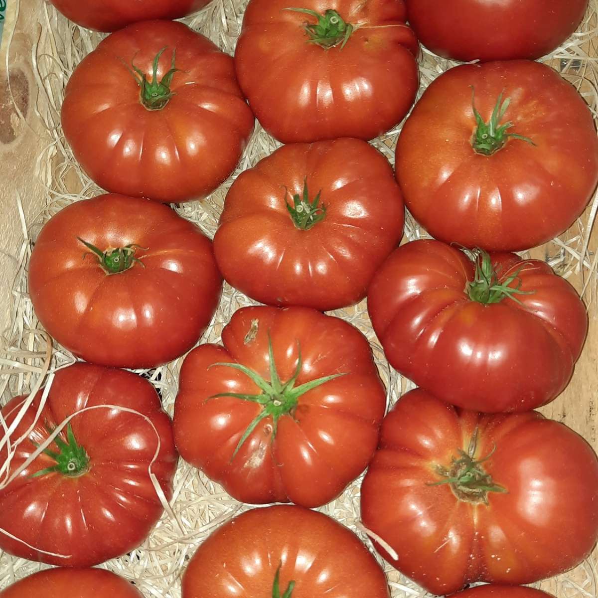 Tomates "Marmande" ( au kilo)