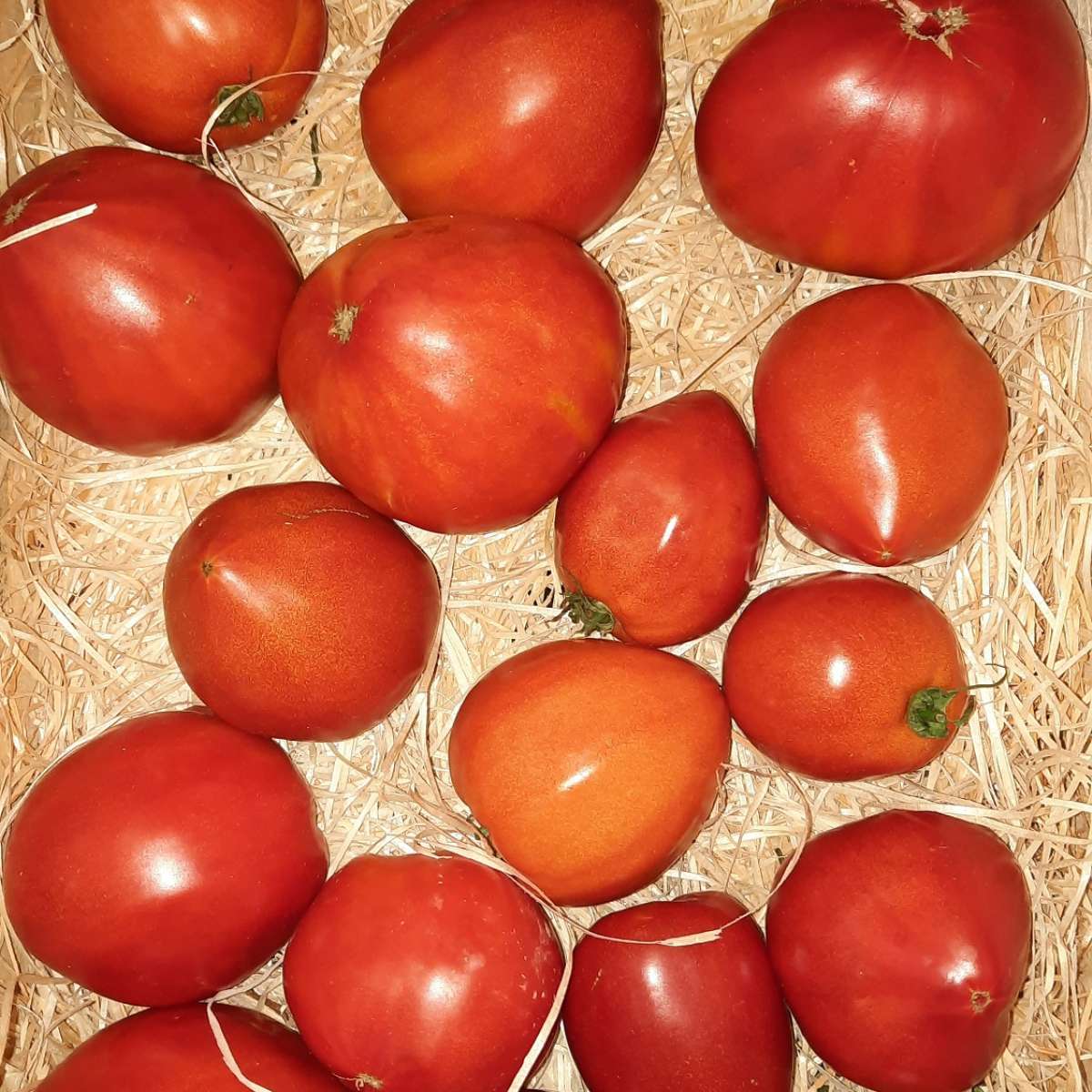Tomates "Coeur de boeuf" ( au kilo)