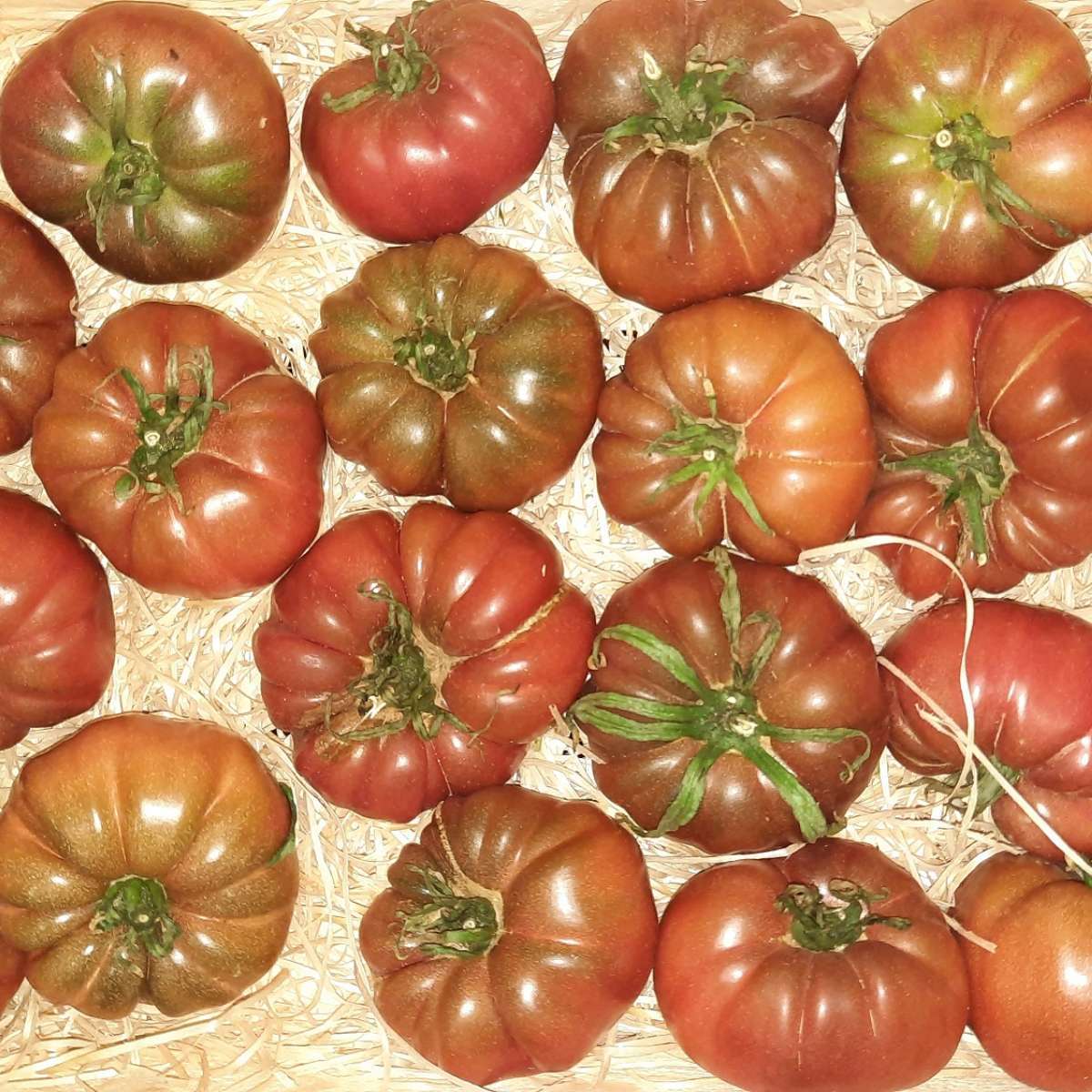 Tomates "Noire de crimée" (au kilo)