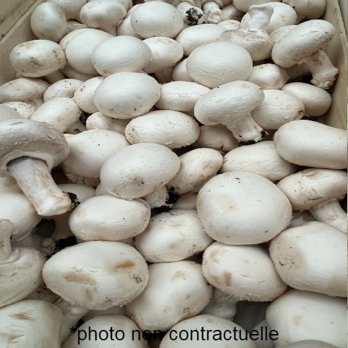 Champignons de Paris (au kilo)