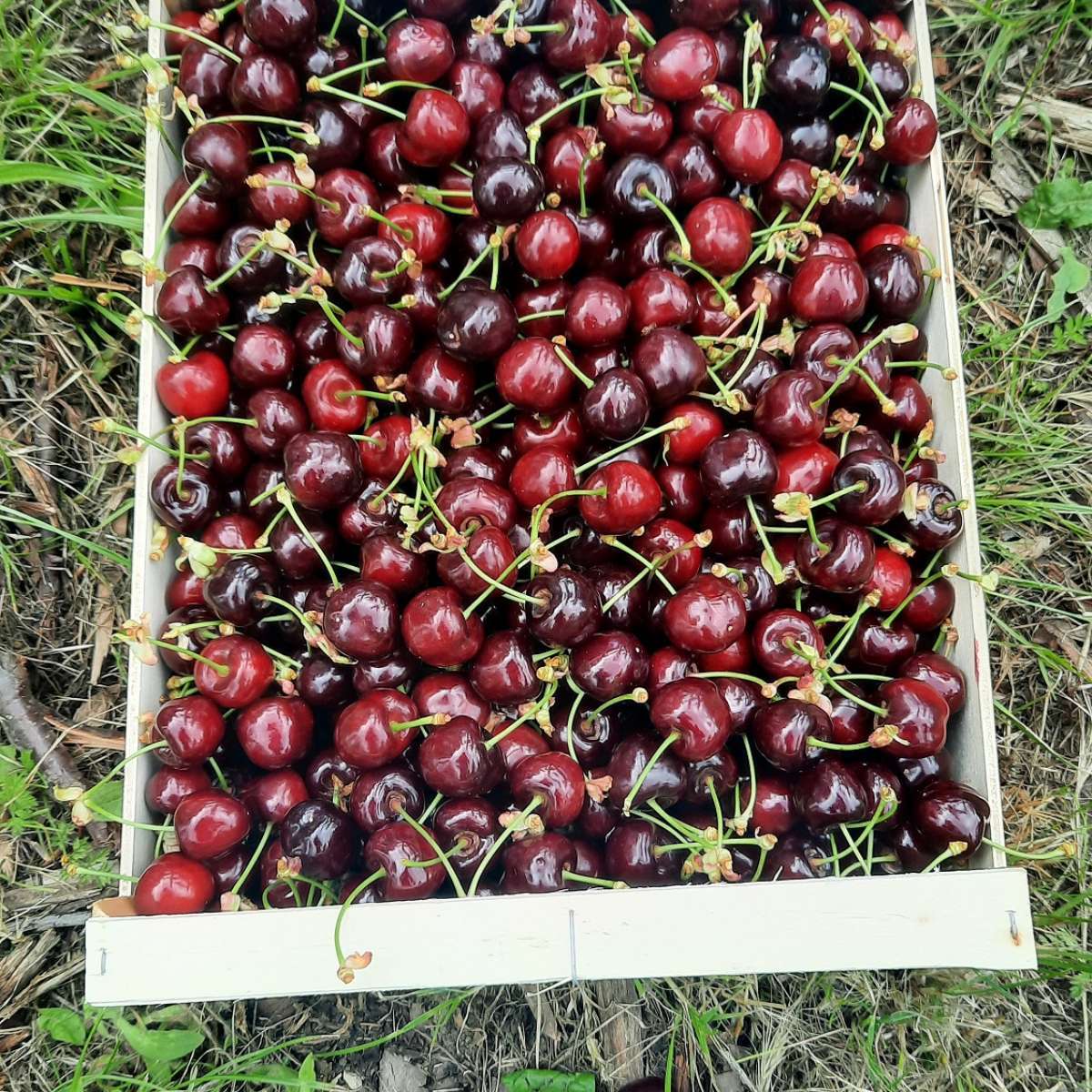 Cerises (au kilo)