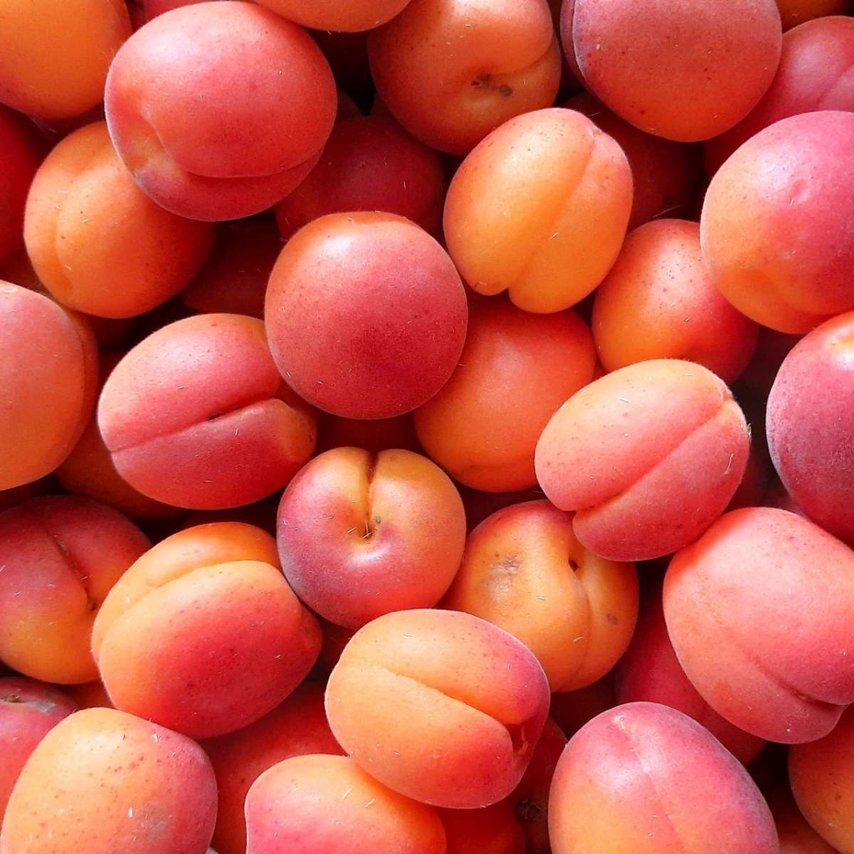 Abricots (au kilo)