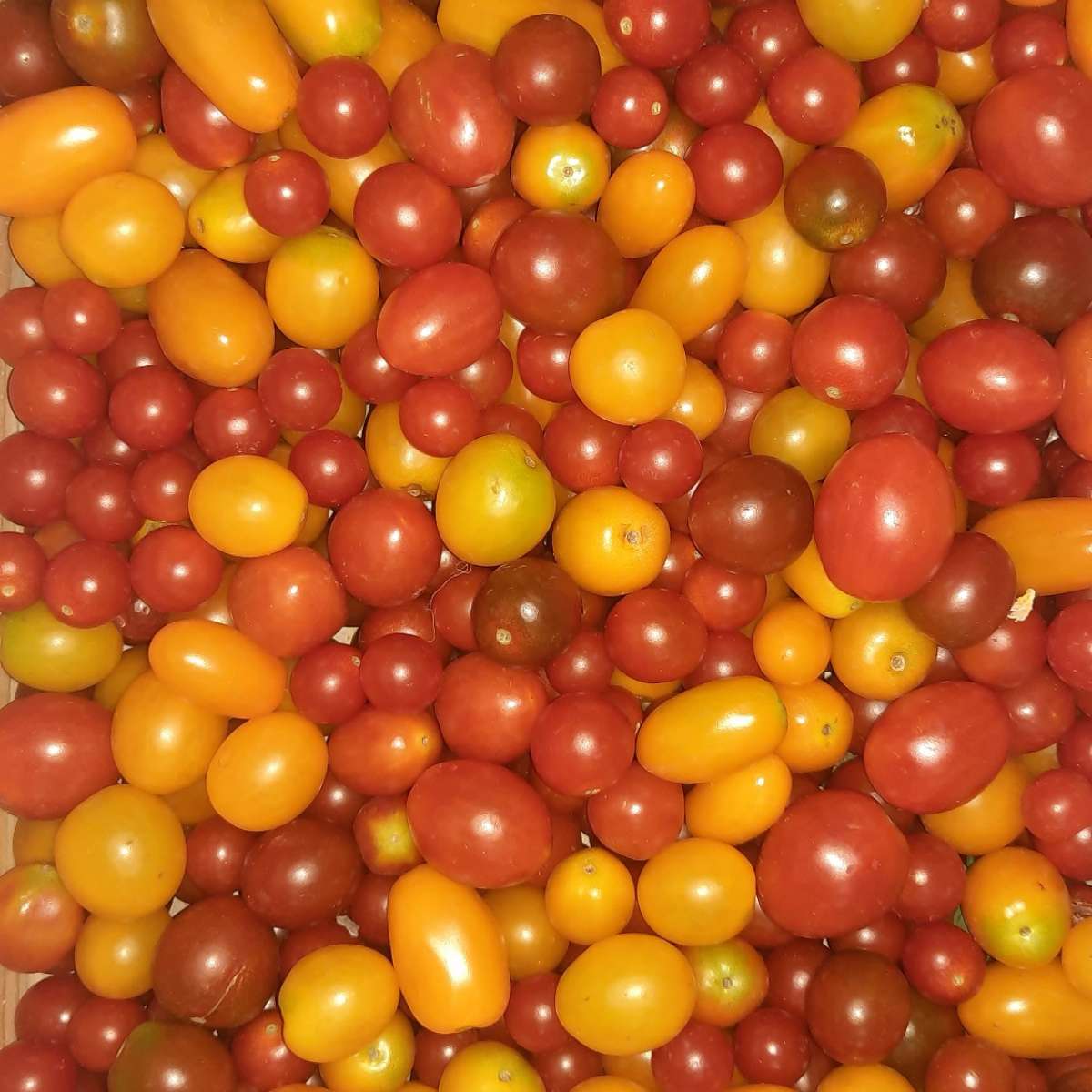 Tomates "cerises" mélange les 500gr