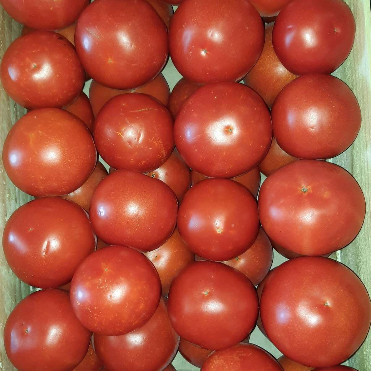 Tomates (au kilo)