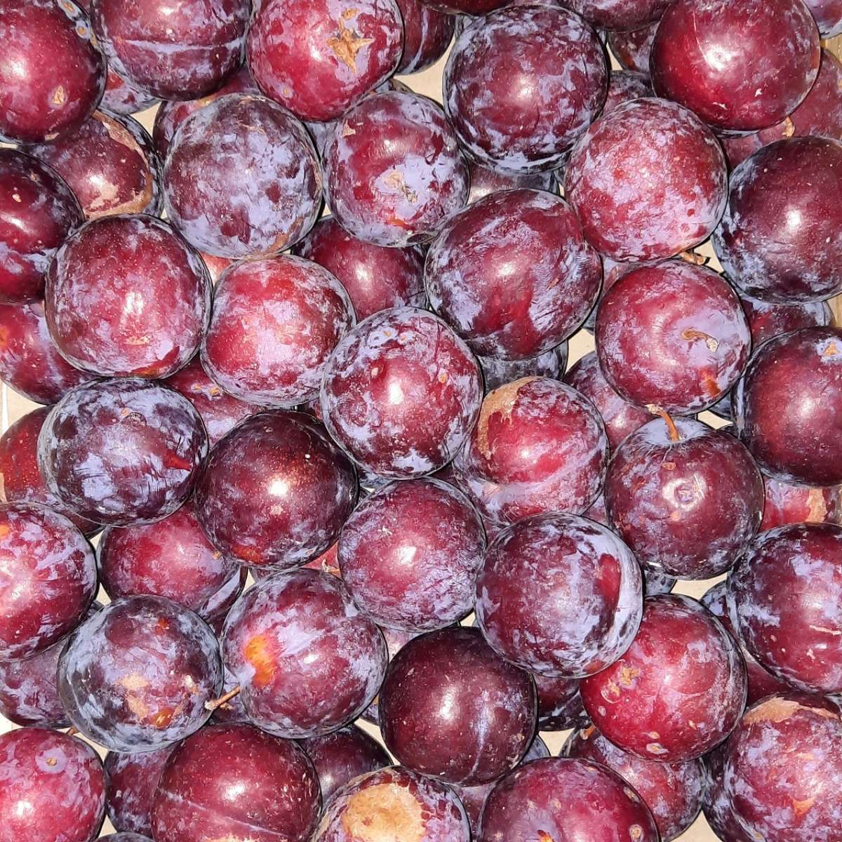 Prunes "grenadine" (Au kilo)
