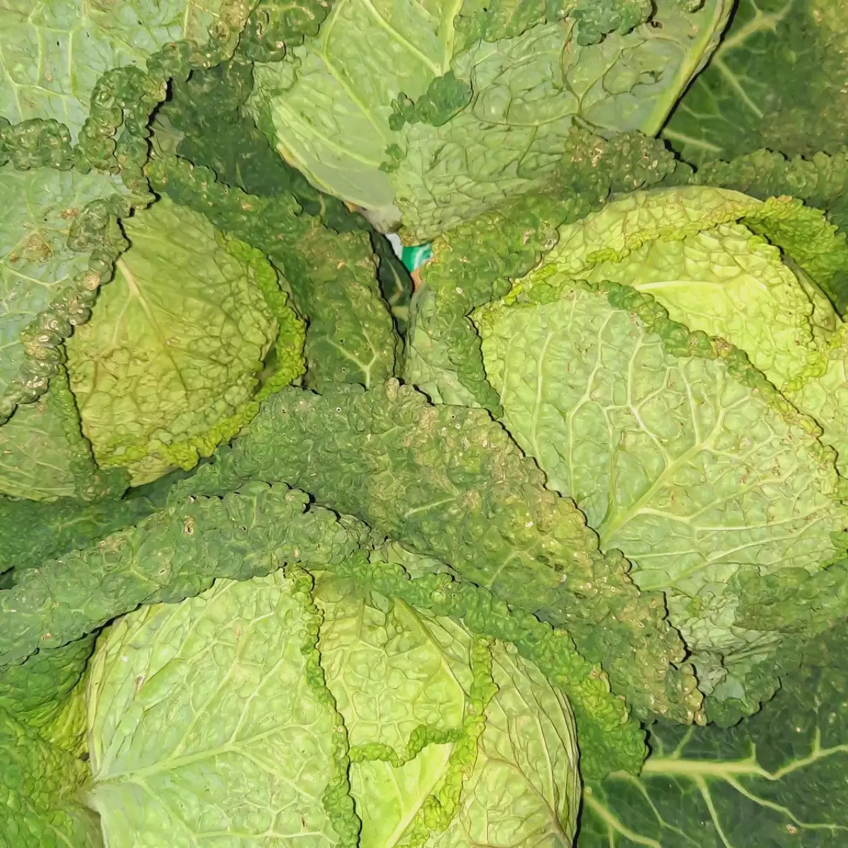 Chou vert frisé (la pièce)