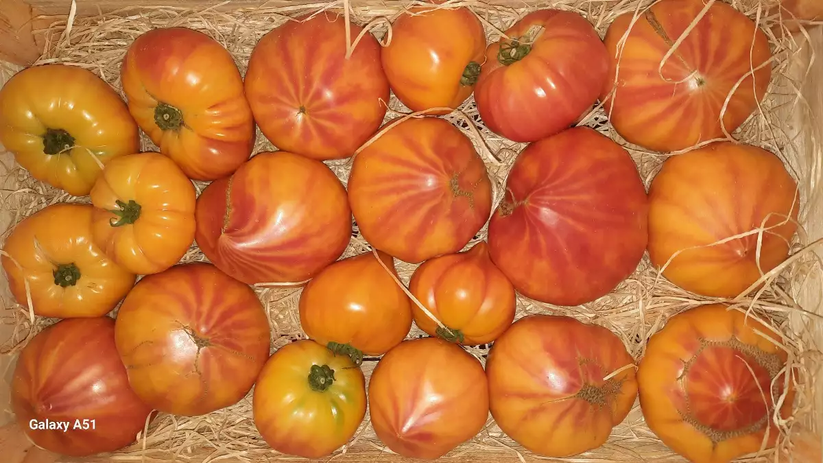 Tomates Anciennes ( au kilo)