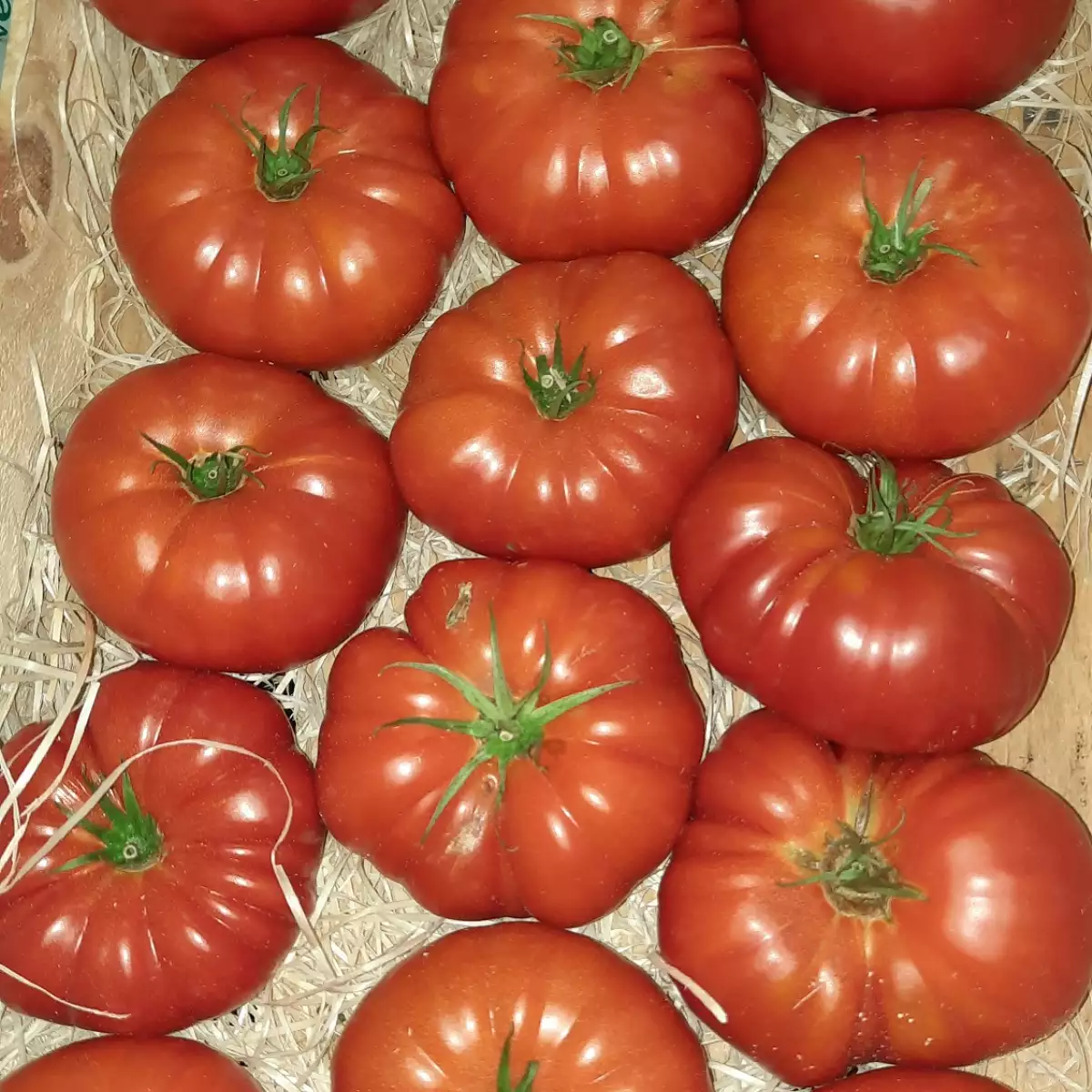 Tomates Anciennes ( au kilo)