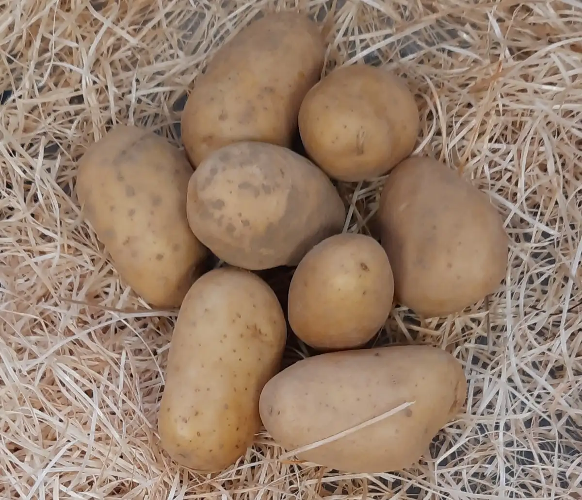 Pomme de terre Monalisa  sac de 10kg